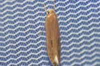 Limnaecia phragmitella