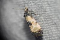 Neocochylis dubitana