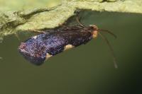 Incurvaria oehlmanniella