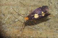 Incurvaria oehlmanniella