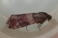Lobesia bicinctana