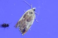 Ancylis laetana
