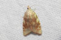 Aleimma loeflingiana