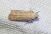 Platyedra subcinerea