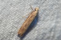 Platyedra subcinerea