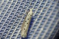 Ethmia terminella