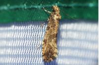 Morophaga choragella