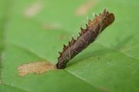 Coleophora serratella