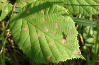 Coleophora serratella