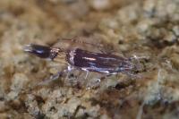 Cosmopterix pulchrimella