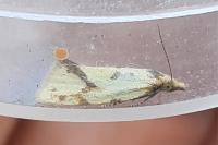 Agapeta hamana