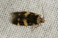 Oegoconia