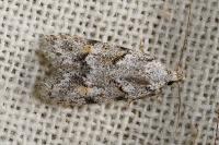 Symmoca signatella