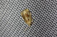Archips crataegana