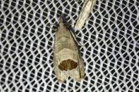 Notocelia uddmanniana