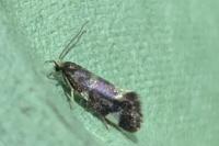 Incurvaria praelatella