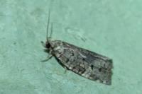 Dichelia histrionana