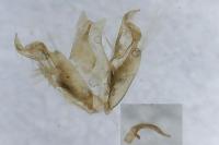 Stenoptilia zophodactyla