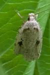Agonopterix