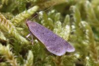 Anacampsis timidella