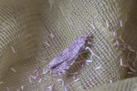 Epiblema turbidana