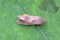 Epiblema turbidana