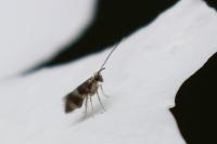 Micropterix aglaella