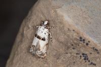 Epinotia dalmatana