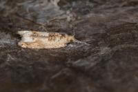 Crocidosema plebejana
