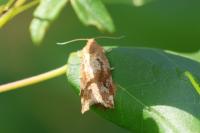 Archips xylosteana
