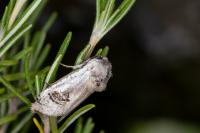 Parahypopta caestrum