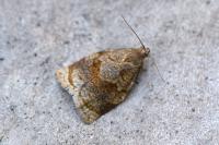 Archips rosana