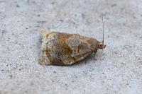 Archips rosana