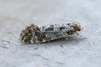 Triaxomera parasitella