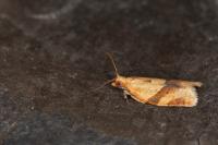 Clepsis consimilana
