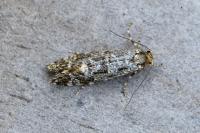 Triaxomera parasitella