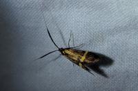 Nemophora degeerella
