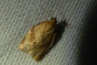 Clepsis consimilana