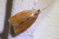 Clepsis consimilana