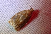 Archips xylosteana
