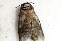 Cossus cossus