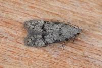 Teleiodes vulgella