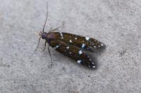 Argolamprotes micella