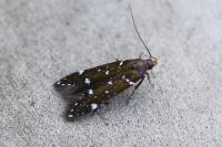 Argolamprotes micella