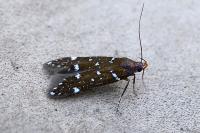 Argolamprotes micella