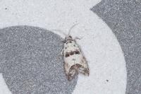 Epinotia dalmatana