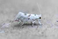 Niphonympha dealbatella