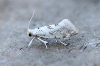 Niphonympha dealbatella