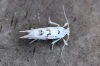 Niphonympha dealbatella
