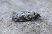 Cnephasia stephensiana